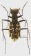 Cylindera-controrta_Saraturile_m_Forum.jpg