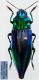 Cyphogastra calepyga (Thomson, 1857) - Kopie.JPG