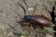 Carinatodorcadion fulvum IMG_0191.jpg