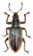 Polydrusus impar (Des Gozis, 1882)7mm25.05.14 Matthias-Grünewald-Straße 37, 37154 Northeim (51°41′35″N 9°59′32″E).jpg