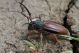 Carinatodorcadion fulvum IMG_0194.jpg