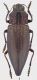 Cyphoghastra_Indonesia_Lesser_Sundas_Alor_V-2006_31mm_grey.jpg