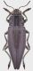 Cyphogastra_Indonesia_Moluccas_Kelang_III-2014_23mm_grey.jpg