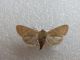 20150413 Orthosia (Monima) cruda ♀ Crateri 1928.jpg