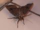 DSCF3392.JPG