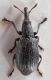 Perapion-ilvense-(Wagner,-1905)-male-up-WEB.jpg