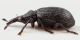Perapion-ilvense-(Wagner,-1905)-male-lat-WEB.jpg