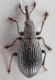 Perapion-ilvense-(Wagner,-1905)-female-up-WEB.jpg