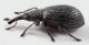 Perapion-ilvense-(Wagner,-1905)-female-lat-WEB.jpg