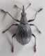 Oxystoma-dimidiatum-Desbrochers-des-Loges,-1897-up-WEB.jpg