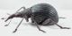 Oxystoma-dimidiatum-Desbrochers-des-Loges,-1897-lat-WEB.jpg