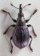 Perapion-affine-(Kirby,-1808)-up-WEB.jpg