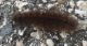Unidentified caterpillar Laives 02.JPG