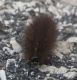 Unidentified caterpillar Laives 03.JPG
