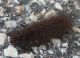 Unidentified caterpillar Laives 04.JPG