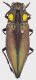 Cyphogastra_PNG_Morobe_Aseki_Kawini_X-1998_33mm_grey.jpg