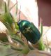 Ozzanopianura_9232.jpg