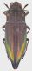 Cyphogastra_Indonesia_Sulawesi_1998_28mm_grey.jpg