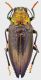 Chrysodema_iris_cupripennis_Moluccas_Tanimbar_Larat_II-2008_30mm_grey.jpg