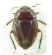 Macroscytus brunneus 10mm-2.jpg
