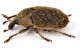 Larinus2.jpg