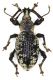 Otiorhynchus corruptor (Host 1789) 12mm Dramalj, Kroatien 45°12'08.8N 14°39'14.4E.jpg