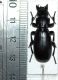 Percus sp..JPG