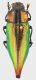 Cyphogastra_Morobe_Aseki_Yamava_17-IV-1997_37mm_grey.jpg