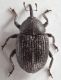 Miarus-ursinus-up-WEB.jpg