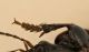 Harpalus 2.jpg