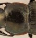 Harpalus 8.jpg