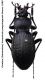 Carabus %28Isiocarabus%29 hunanicola yangmingensis Deuve%2C 1995.jpg