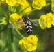 Syrphidae 19  Aprile 2010 037 Visualizzazione Posta elettronica - Rapida.jpg