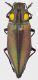 Cyphogastra_PNG_Morobe_Aseki_Kawini_10-II-1998_33mm_grey.jpg
