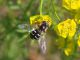 Syrphidae 19  Aprile 2010 043 Visualizzazione Posta elettronica - Rapida.jpg