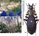 Apotomopterus sp..jpg
