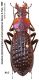 Apotomopterus sp. (2) - Kopie.jpg