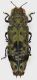 Amorphosoma_spinipennis_Indonesia_W-Sumatra_Harau_Valley_Payakumbuh_4-V-2006_Jakl_9,7mm_grey.jpg