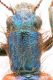 Trichodes_sp3.jpg