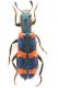 Trichodes_sp4.jpg