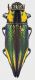 Cyphogastra_venerea_PNG_Morobe_ManYamya_1-IV-1998_35mm_grey.jpg