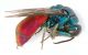 Chrysidae-3.jpg