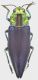Cyphogastra_nigripennis_Indonesia_Alor_25.II.1998_25mm_grey.jpg