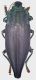 Cyphogastra_Indonesia_Moluccas_Damar_Barat-Daya_V-2003_30mm_grey.jpg
