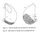 stilo Phyllodromica sardea.jpg