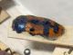 Castiarina sp. (26-12-15 MCN Zaragoza, New South Wales).jpg