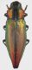 Cyphogastra_fossifrons_PNG_Morobe_Wau_Valley_IV-1996_25mm_grey.jpg