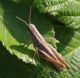 IMGP1849_Ghopper_sm.JPG