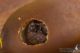 IMG_0267_Megabruchidius_dorsalis.JPG