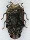 Trachys_Laos_Huaphanne_Mt-Phu-Pane_V-2013_5mm_grey.jpg